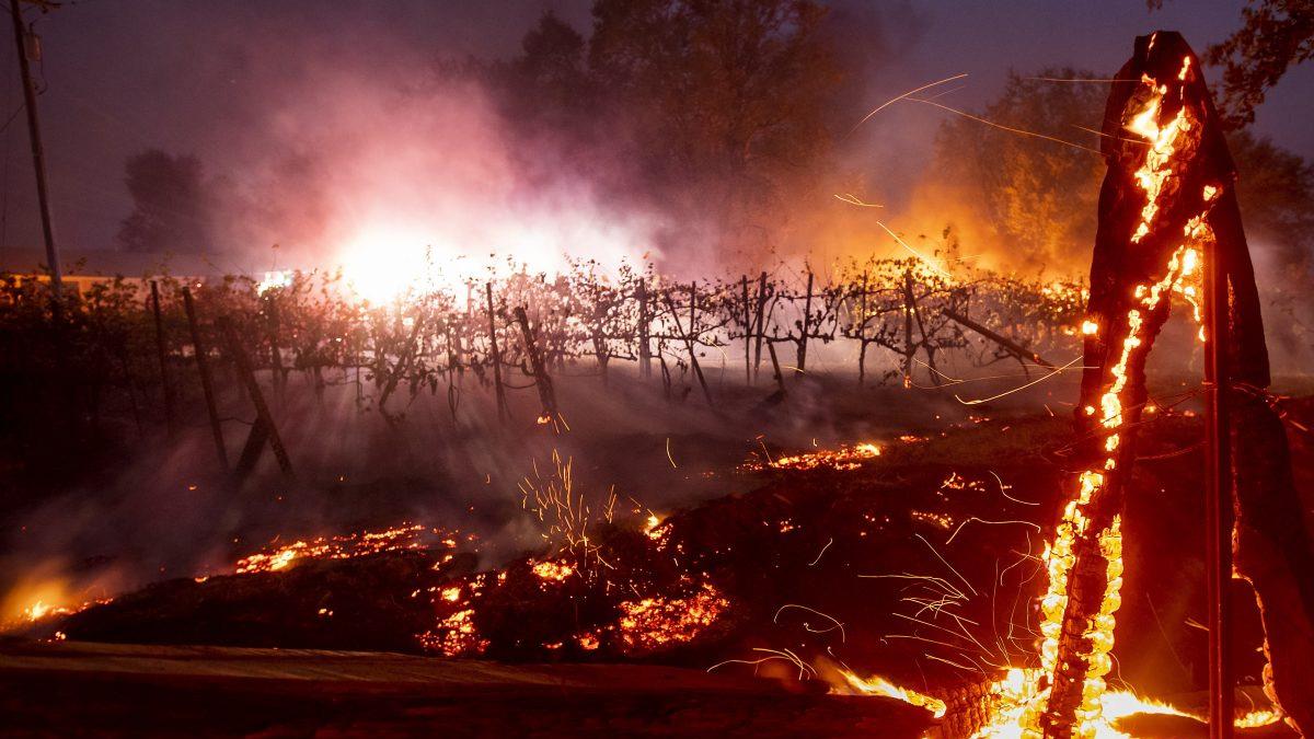 Katastrofala skogsbränder härjar på USAs västkust. Förutom tragiska förluster både i liv och egendom, hotas nu vinskörden. (Foto: Noah Berger)