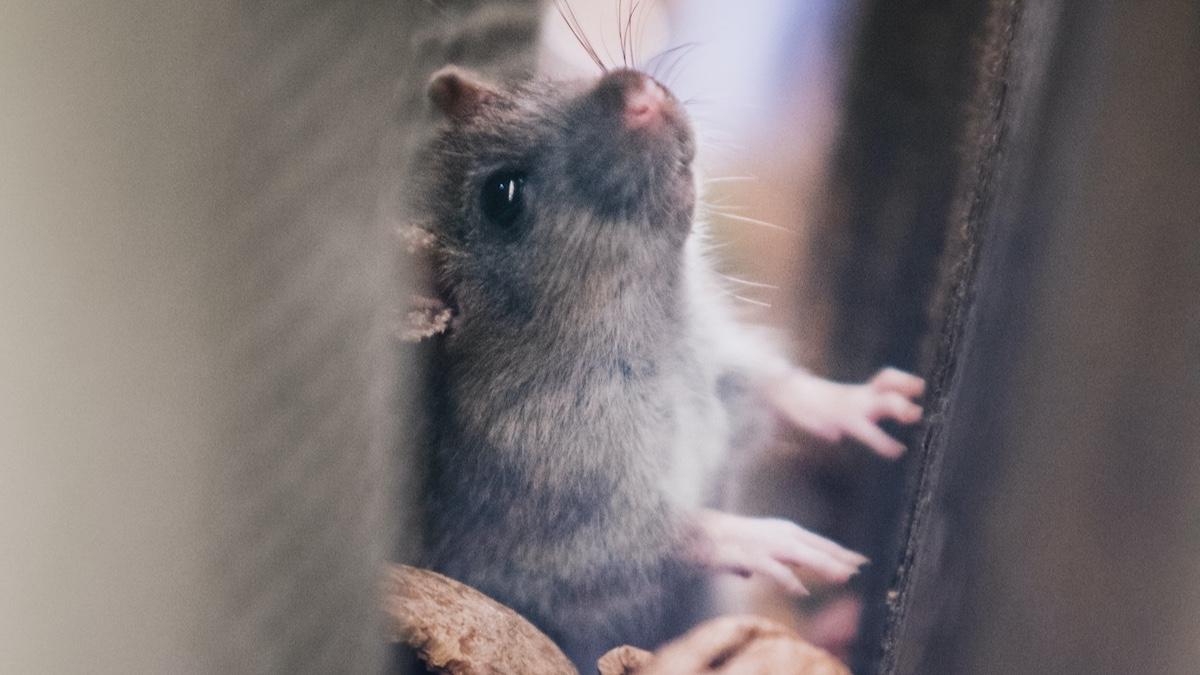Mössens högsäsong är här – men de har ändrat beteende