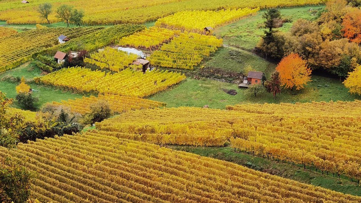 Vindistriktet Chablis upplever katastrofskördar 2021, och det blir allt fler krisår.