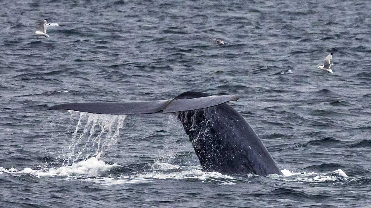 Efter 50 års frånvaro har den näst intill utrotade arktiska blåvalen återvänt till Sydgeorgien. (Foto: TT)