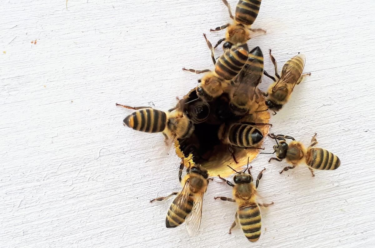 Nu ska världens alla bin kartläggas, för första gången. (Foto: Boba Jaglicic/Unsplash)