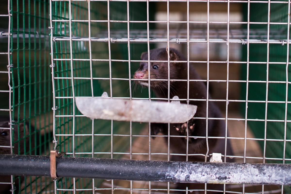 Minkar är värdar av nya corona-mutationer. Danmark håller på att avliva samtliga av landets minkar. (Foto: TT)