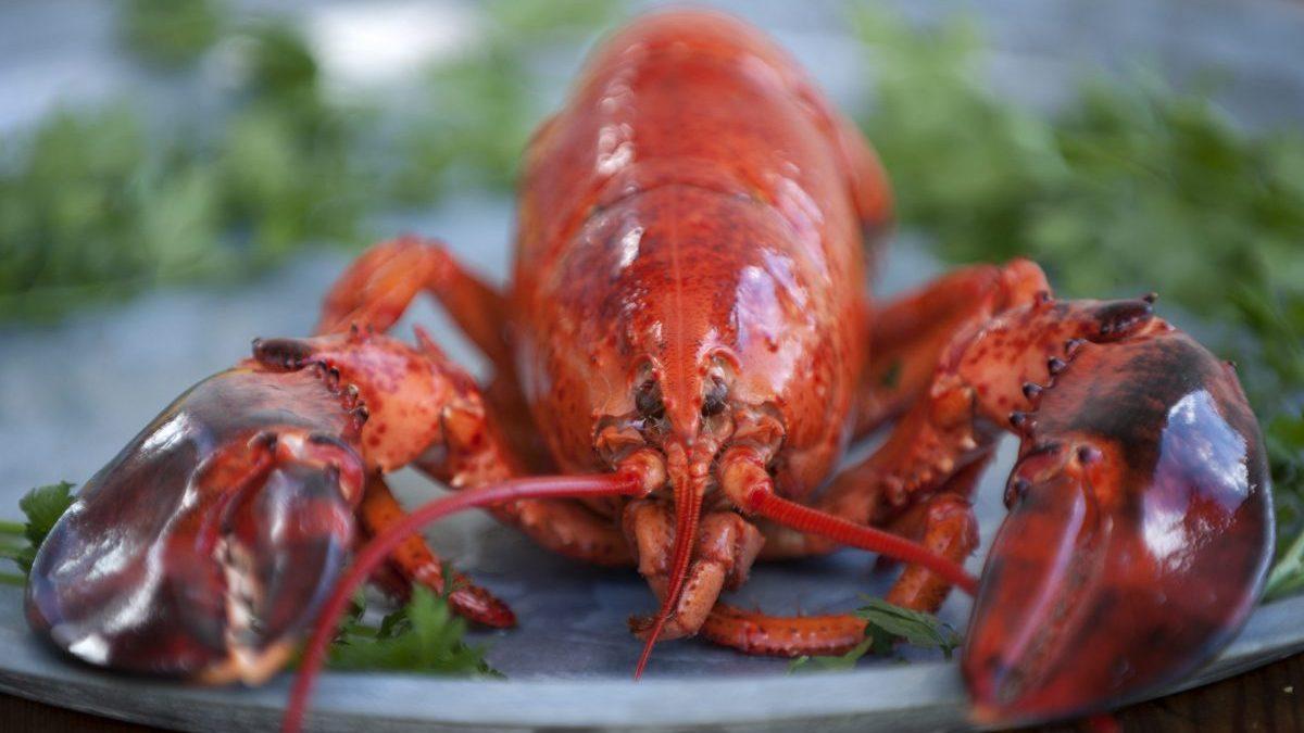 Belgiska krogen Matthias and Sea serverar skaldjur och andra delikatesser direkt till din husbil. Konceptet har blivit en succé under landets hårda covid-restriktioner. (Foto: Björn Lindgren/TT)