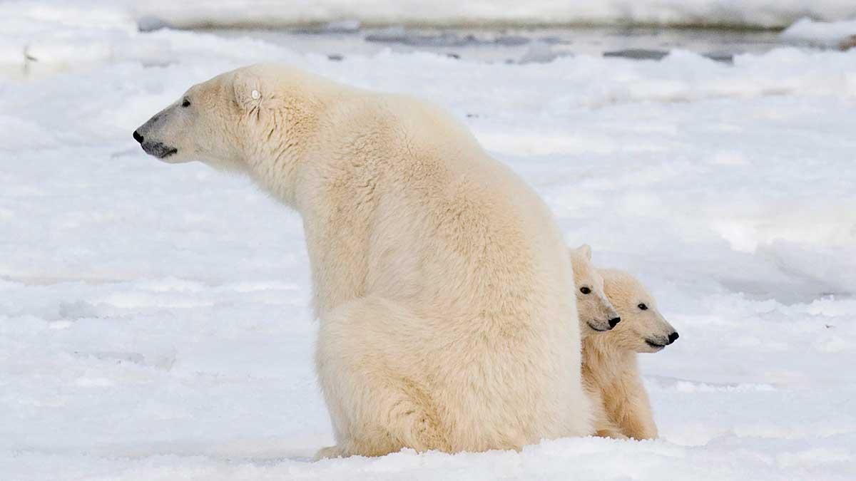 Isbjörnen har kommit att bli en symbolart för det ekologiskt känsliga Arktis. (Foto: TT)