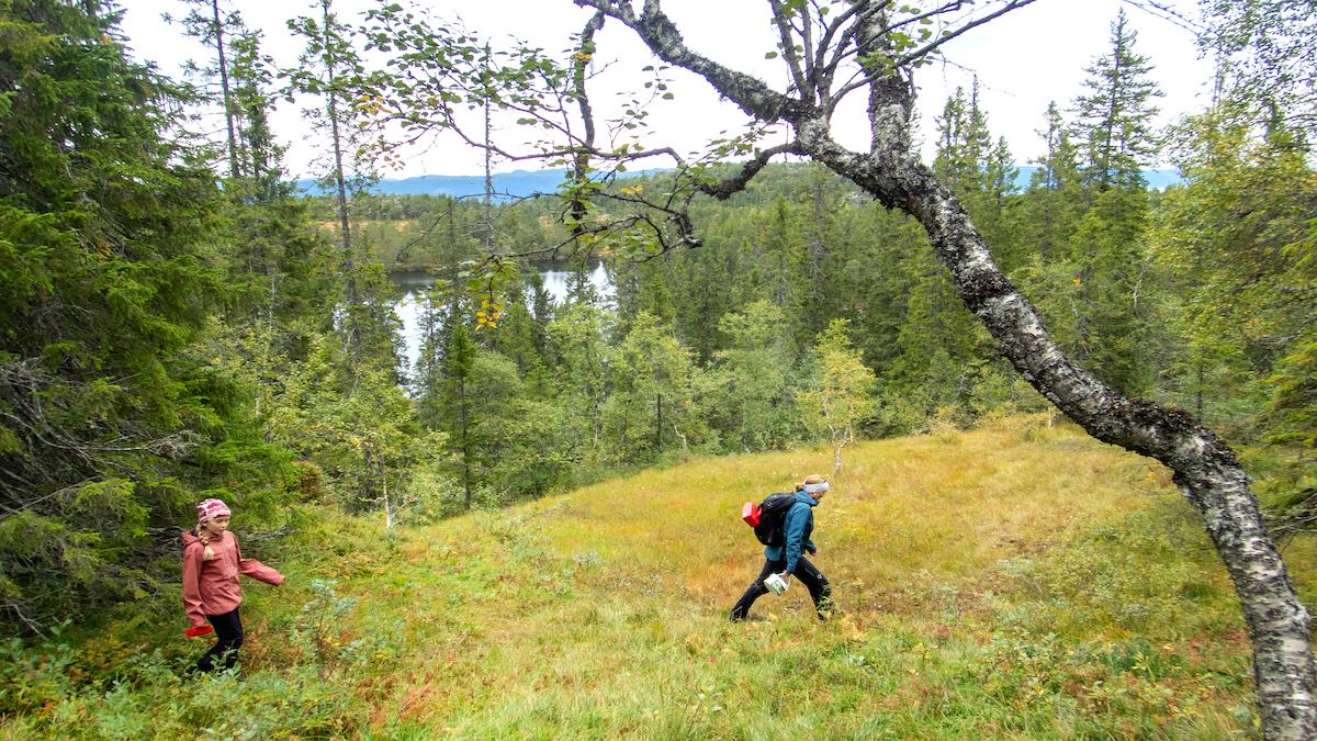 vandring i naturen ökar i Sverige.