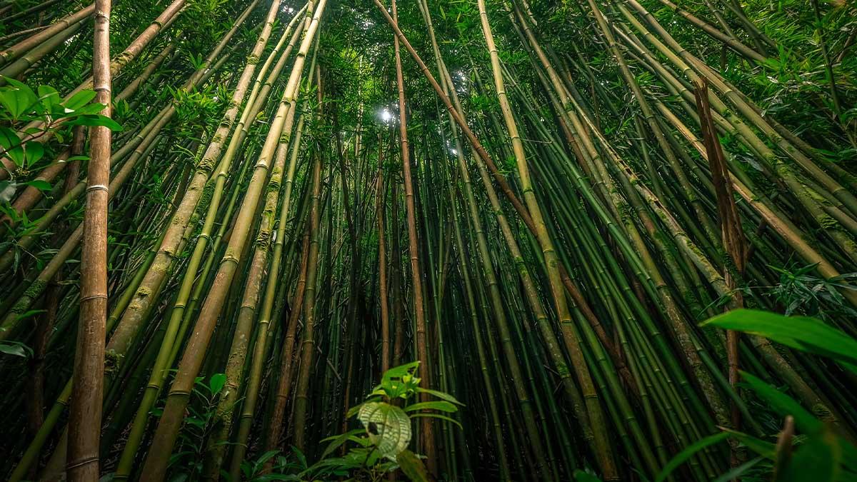 skog med bambu