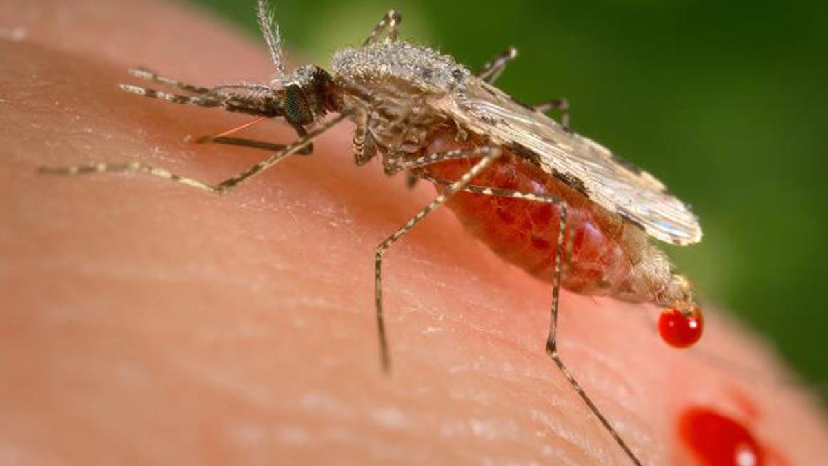malaria vaccin