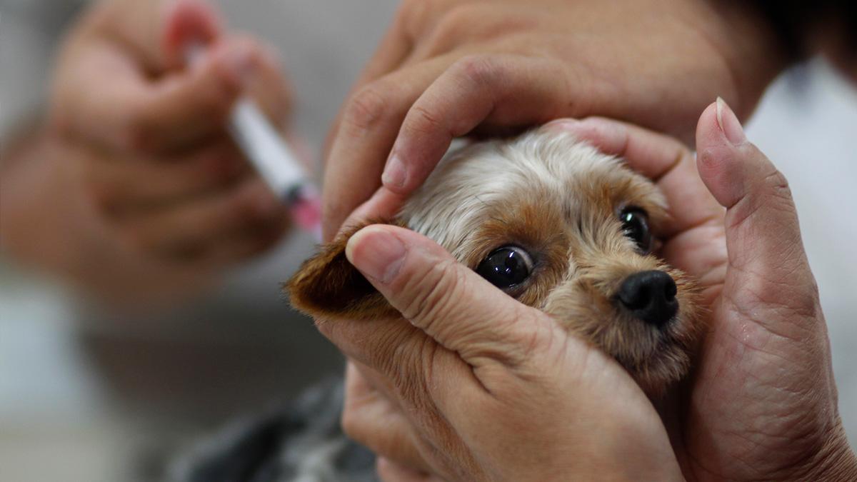Husdjur vaccin