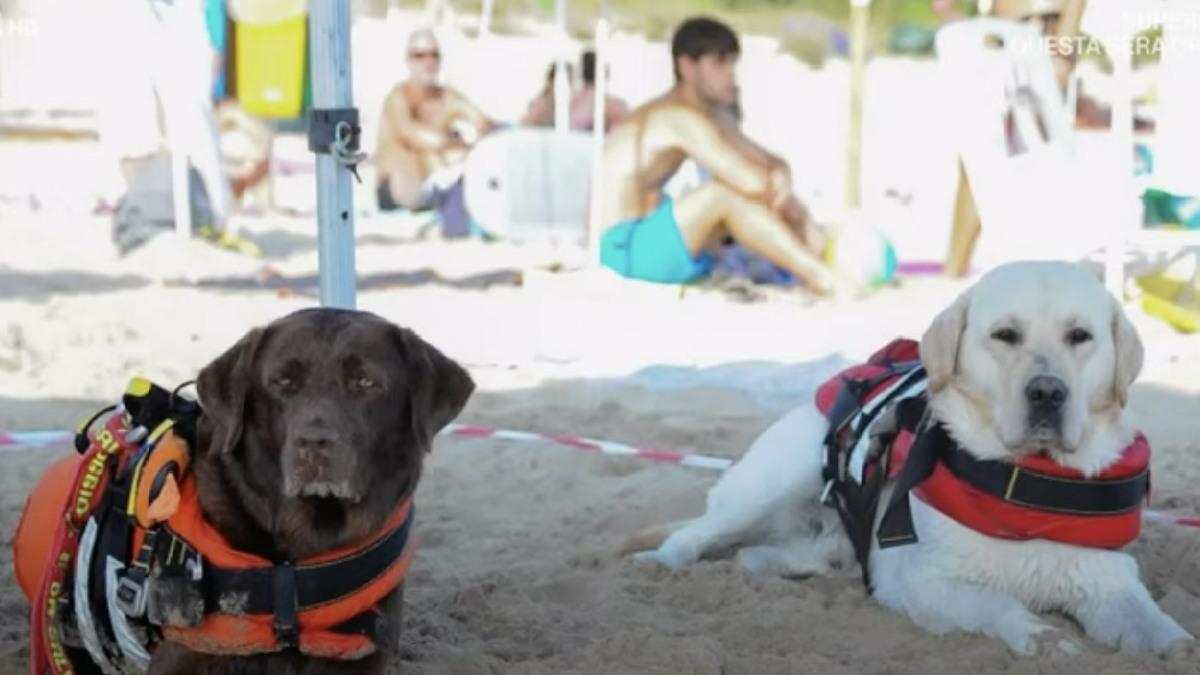 hundar räddade 14 personer ur havet