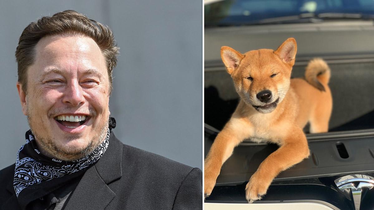 Elon Musks hund