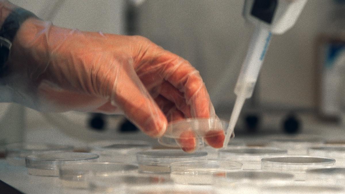 odling av leverceller för test av läkemedel