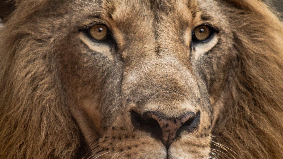 Lejonet har vaknat - dags för afrikafonder