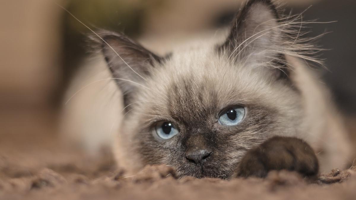 Kelly Andersons femåriga ragdoll-katt Chai hade 85 000 följare på instagram när han dog, hon klonade då katten och nu fyller Chais identiska klon instagramkontot med bilder