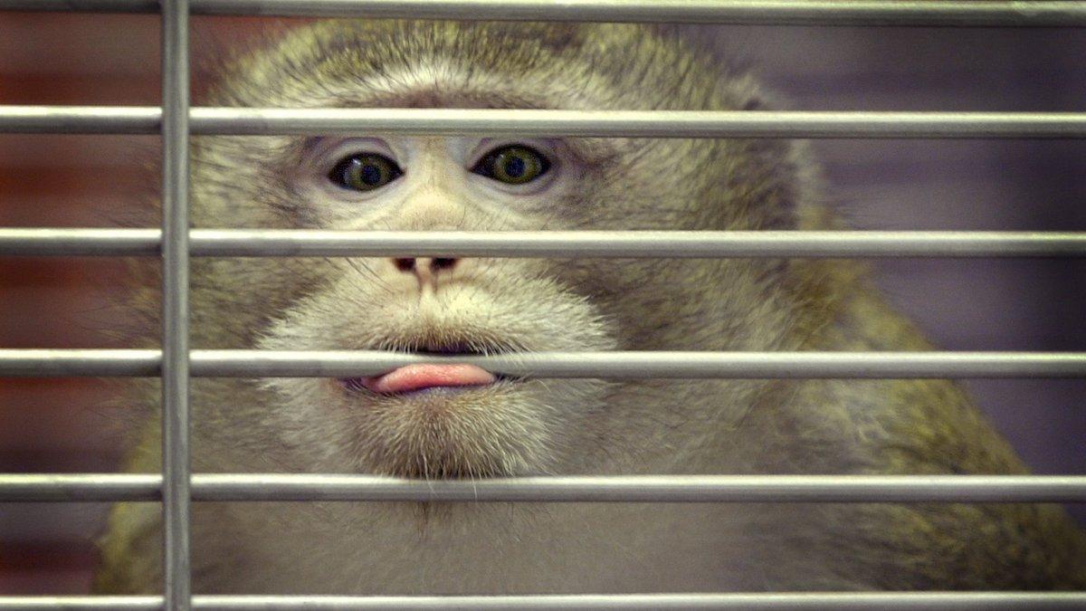 Bioteknikbolaget Neuralink, som grundats av Elon Musk, anklagas för djurplågeri på 23 apor
