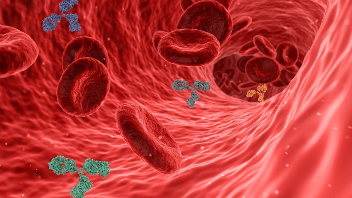 Antikroppar i blodet. Enligt ny forskning kan antikroppar som framkallats av mRNA-vaccinen mot covid-19 vara bättre på att neutralisera viruset än naturliga antikroppar