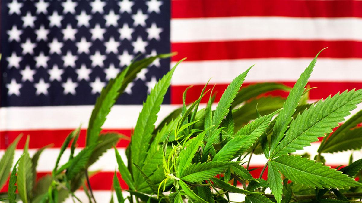 New Yorks licenserade försäljning av marijuana