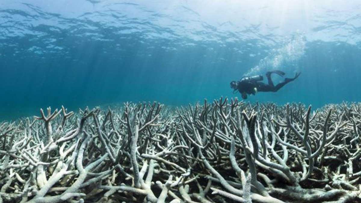 Blekta korallrev