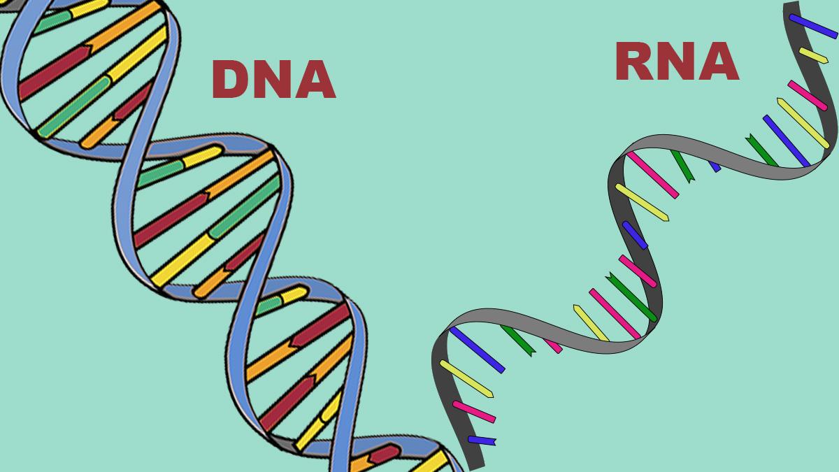 Både DNA och RNA är nukleinsyror men DNA är dubbelsträngat och RNA består av en enkel sträng.