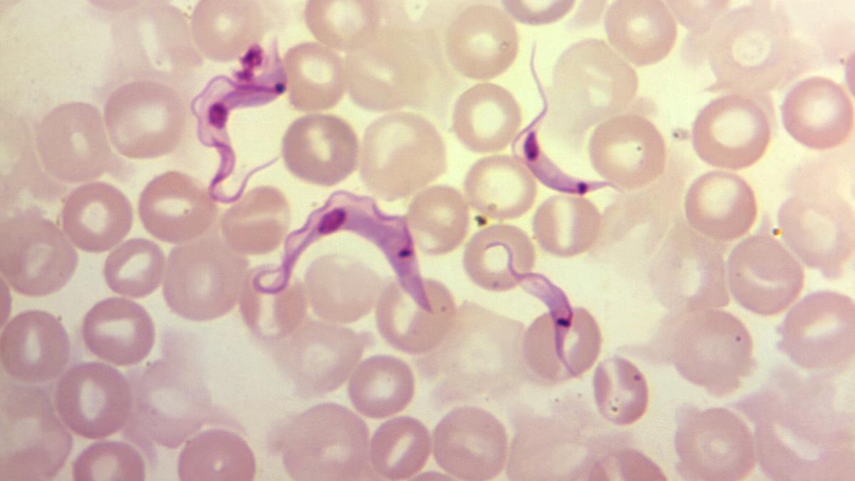 Fyra Trypanosoma cruzi-parasiter ett blodprov. Forskare har nu visat hur denna parasit kan bilda hybrider som ofta är bättre på att undvika immunsystemet och orsaka sjukdom.