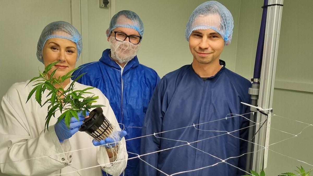 Svenska Aureum Pharma ska köpa cannabinoid-baserade produkter av danska Dancann Pharma till ett uppskattat värde om 37 miljoner kronor under en treårsperiod.