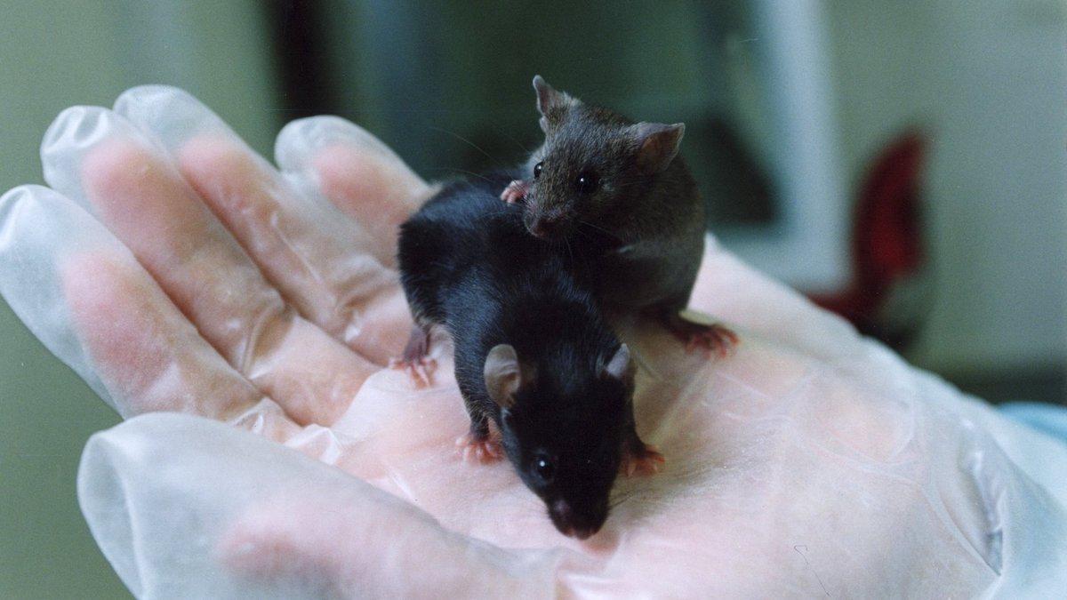 När hjärnvätska från 10 veckor gamla möss injicerades i hjärnan hos äldre möss fick de gamla mössen dubbelt så bra minne.