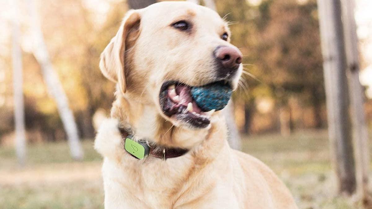 Hälsoapp till hund – håll koll på vovven via bluetooth