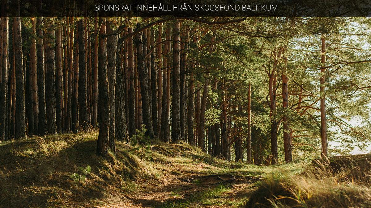 Skogsfond Baltikum