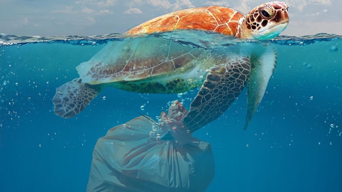Jordens hav innehåller 97 procent av allt vatten i världen, det upprätthåller allt liv på vår planet och står för 80 procent av den biologiska mångfalden, men havens hälsa är hotad och ett av de största problemen är plastföroreningar som på olika sätt skadar djurlivet