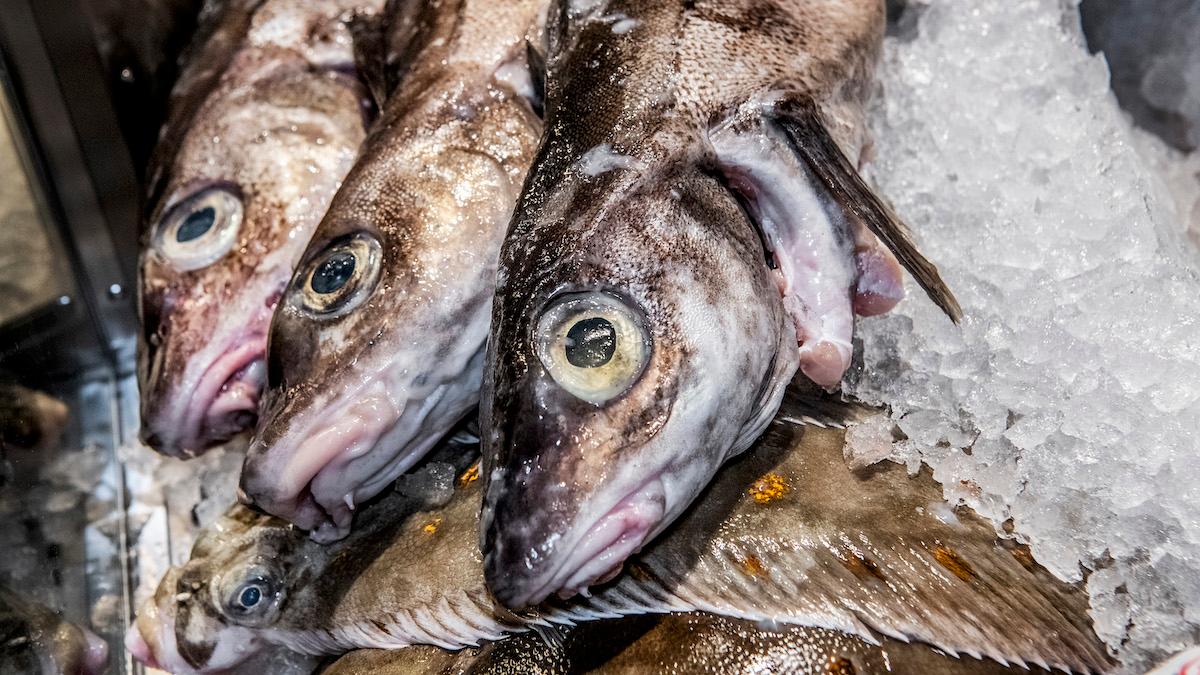 En ny studie visar att risken att drabbas av malignt melanom ökar för dem som äter mycket fisk, det gäller dock inte stekt fisk.
