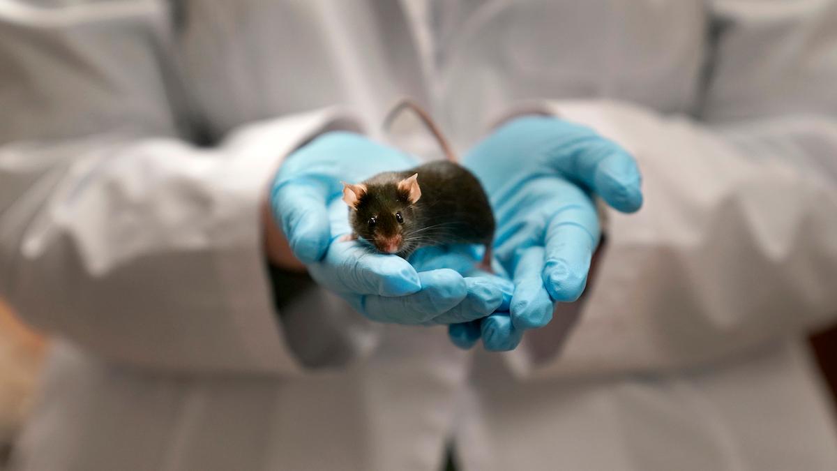 Forskare vid Harvard Medical School har lyckats återställa åldrande celler i möss till tidigare versioner av sig själva så att mössen blev unga igen