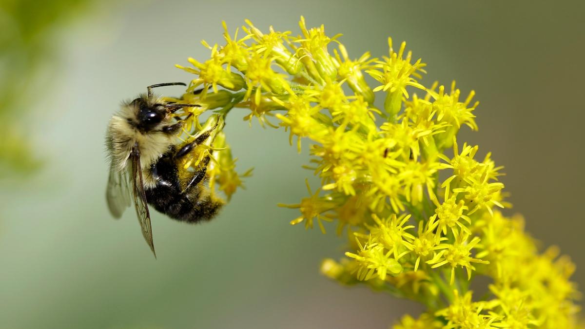 pollenkris