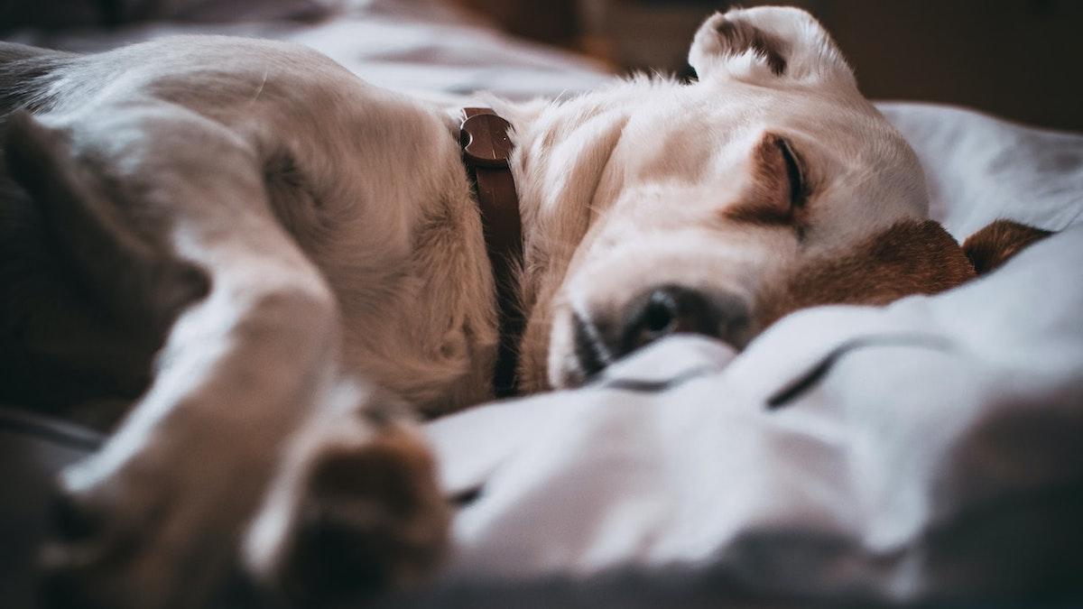 En hund i Frankrike, dock inte hunden på bilden, har smittats med apkoppor efter att ha delat säng med sina infekterade ägare, nu oroar sig forskare för att viruset ska smitta vilda djur och få permanent fäste i nya länder