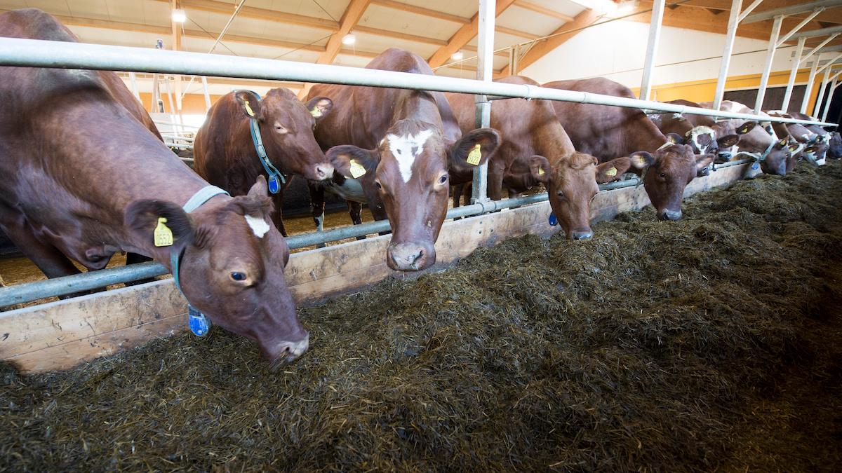 Produktionskostnaderna för Sveriges jordbrukare har ökat enormt och enligt LRF har mjölkproduktionen minskat med 1,2 procent första halvåret i år jämfört med första halvåret 2021