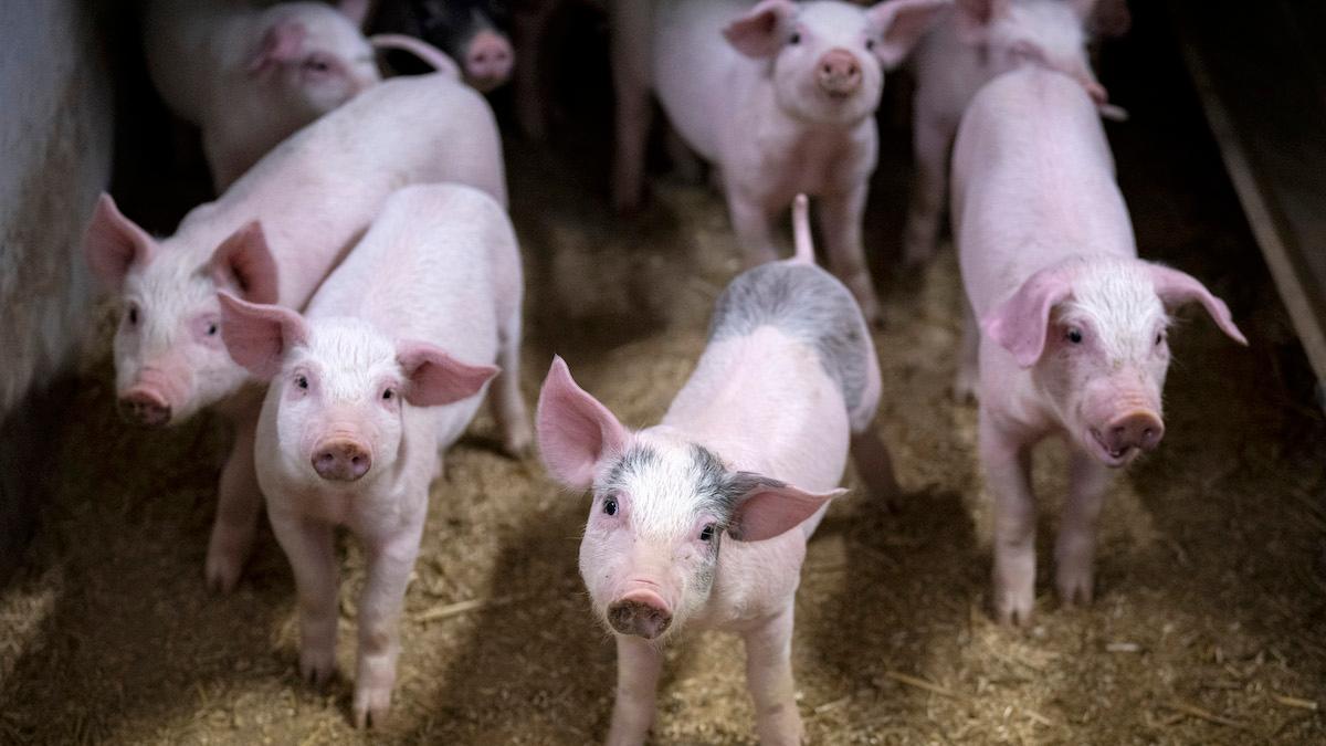 Forskare vid Yale University har lyckats återställa blodcirkulationen och andra kroppsfunktioner hos döda grisar, något som visar att celler inte dör förrän flera timmar efter döden, och att deras död kan stoppas