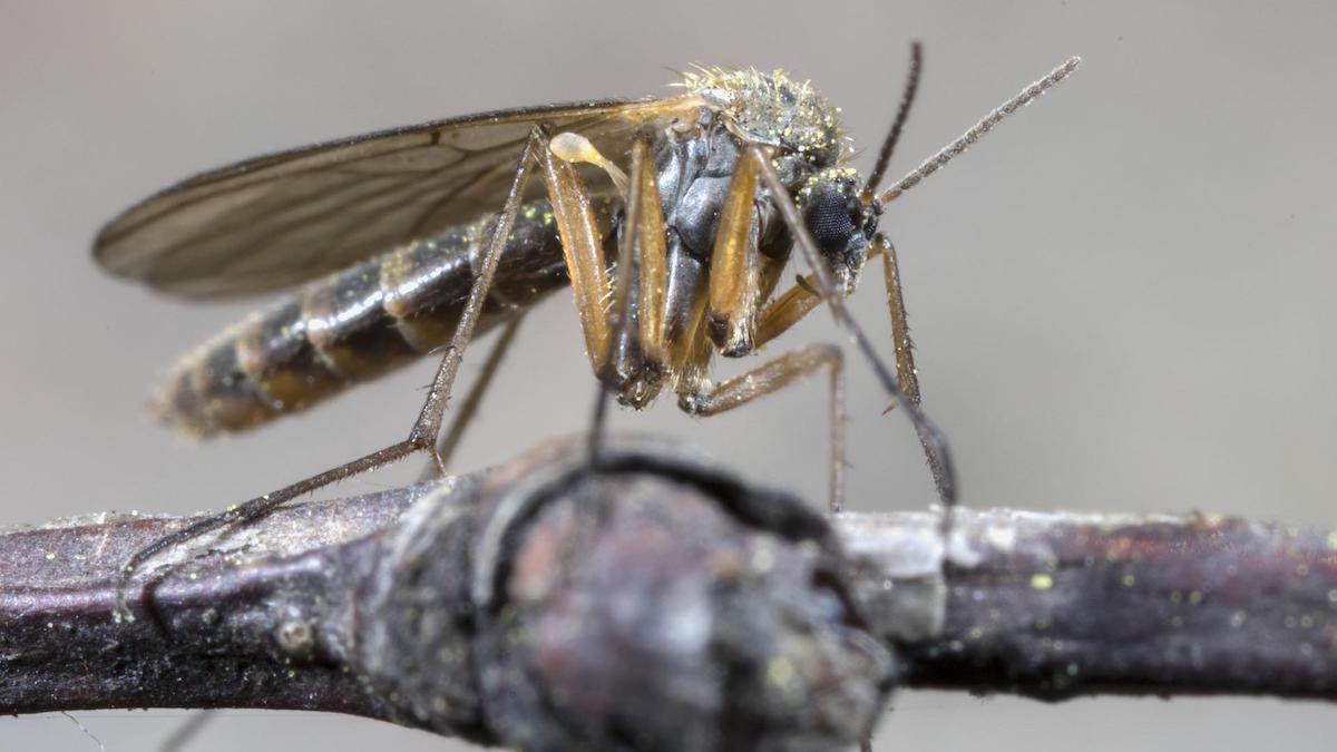 Klimatförändringar kan ge patogener ett uppsving och förvärra sjukdomar, exempelvis växer sjukdomsbärande populationer av mygg i varmare temperaturer.