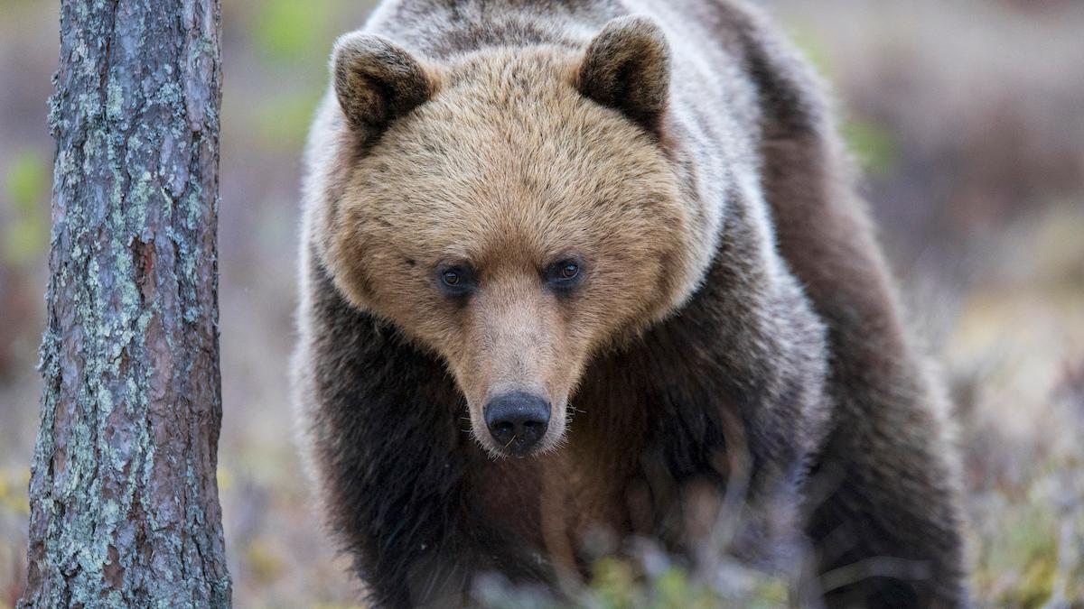 Björnmarknad – vad är det egentligen?