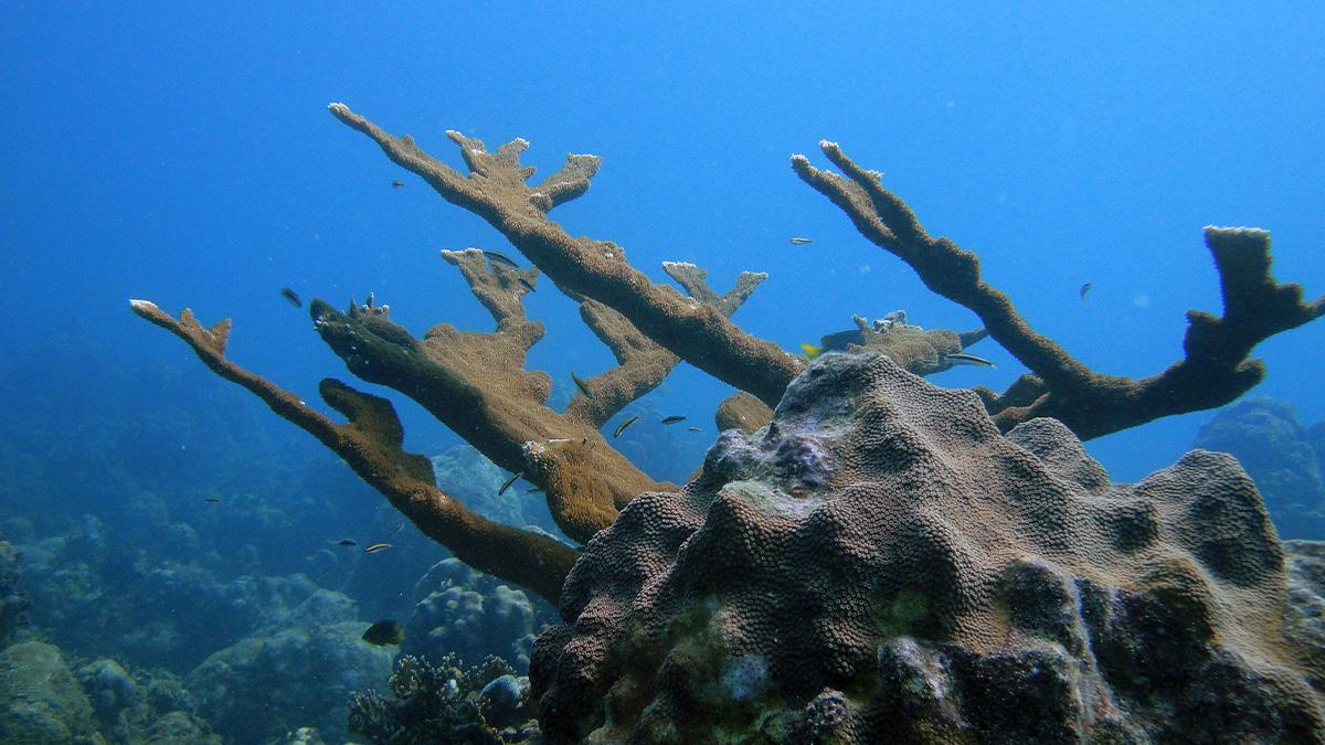 koraller