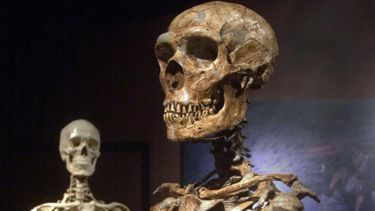 Forskare tror sig ha hittat en genetisk skillnad i hjärnan hos den moderna människan, homo sapiens, som gett en fördel gentemot neandertalarna. På bilden ett skelett av homo sapiens till vänster och ett rekonstruerat skelett av en neandertalare till höger.