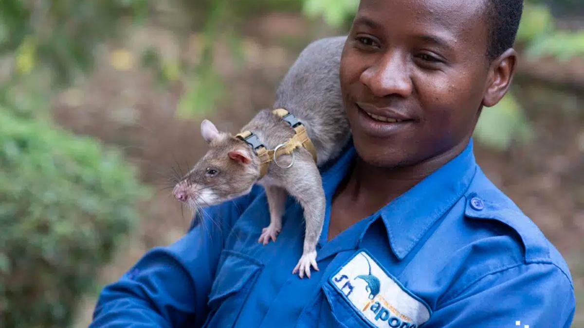 Råttor utrustas med högteknologiska ryggsäckar för att sedan hjälpa räddningsarbetare att söka efter överlevare i katastrofområden