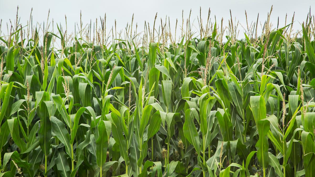 I USA konsumerar etanolfabriker cirka 130 ton majs om året, vilket är en tredjedel av landets totala majsskörd. Men det finns de som menar att produktion av biobränsle i denna skala kostar mer än det smakar