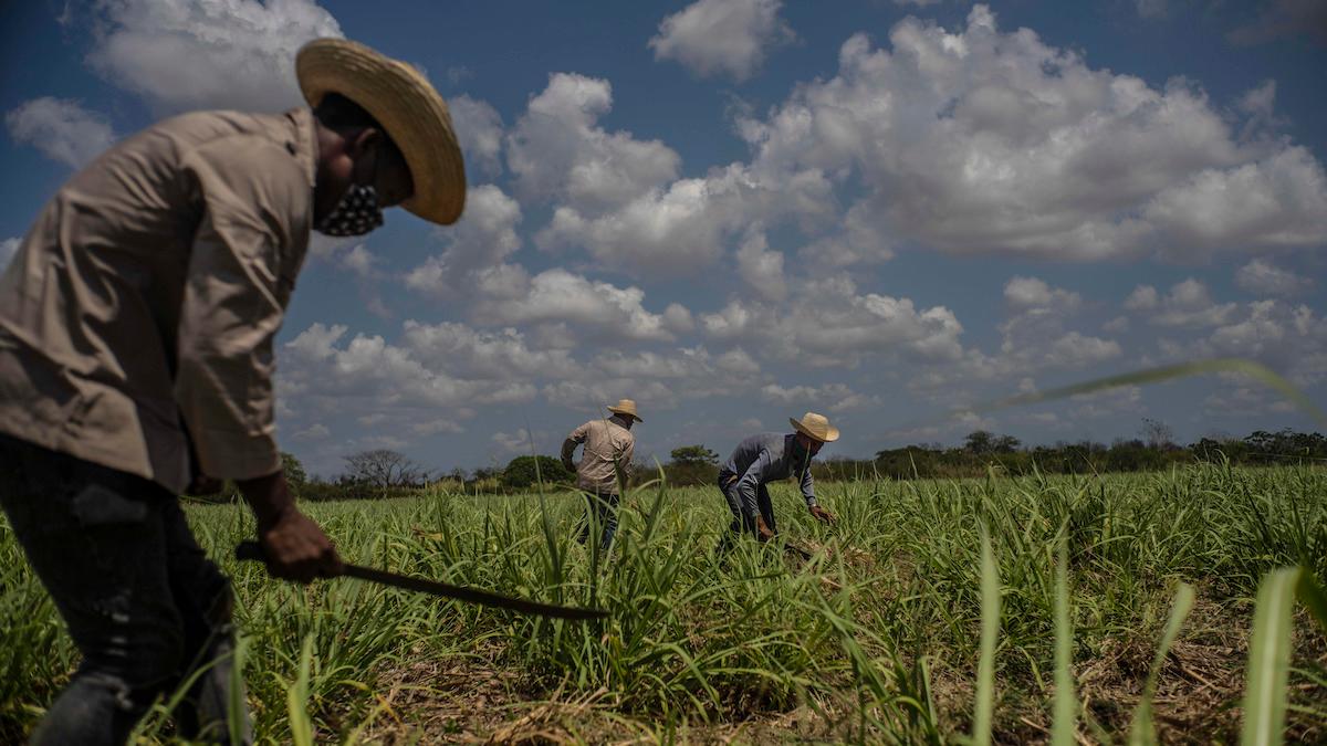 Bönder hugger sockerrör med machete