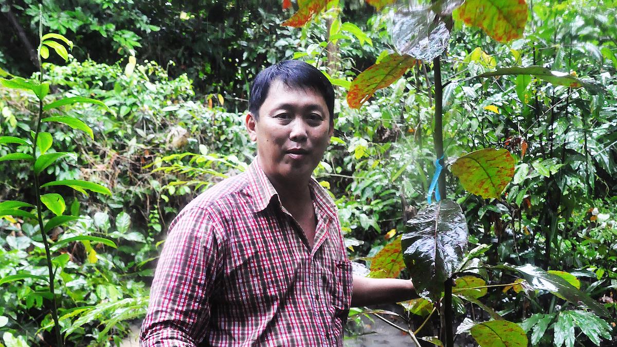 Trädplantering på Borneo
