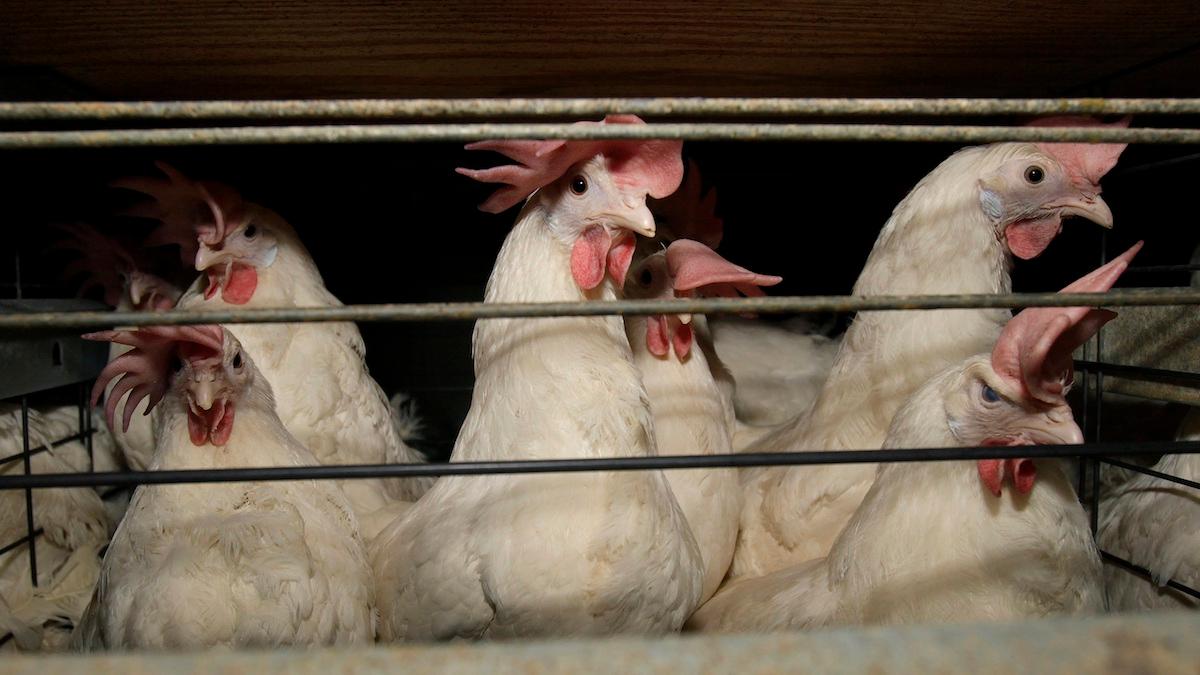 I Frankrike måste nu fjäderfäproducenter hålla sina fåglar inomhus på grund av hög beredskap för fågelinfluensa