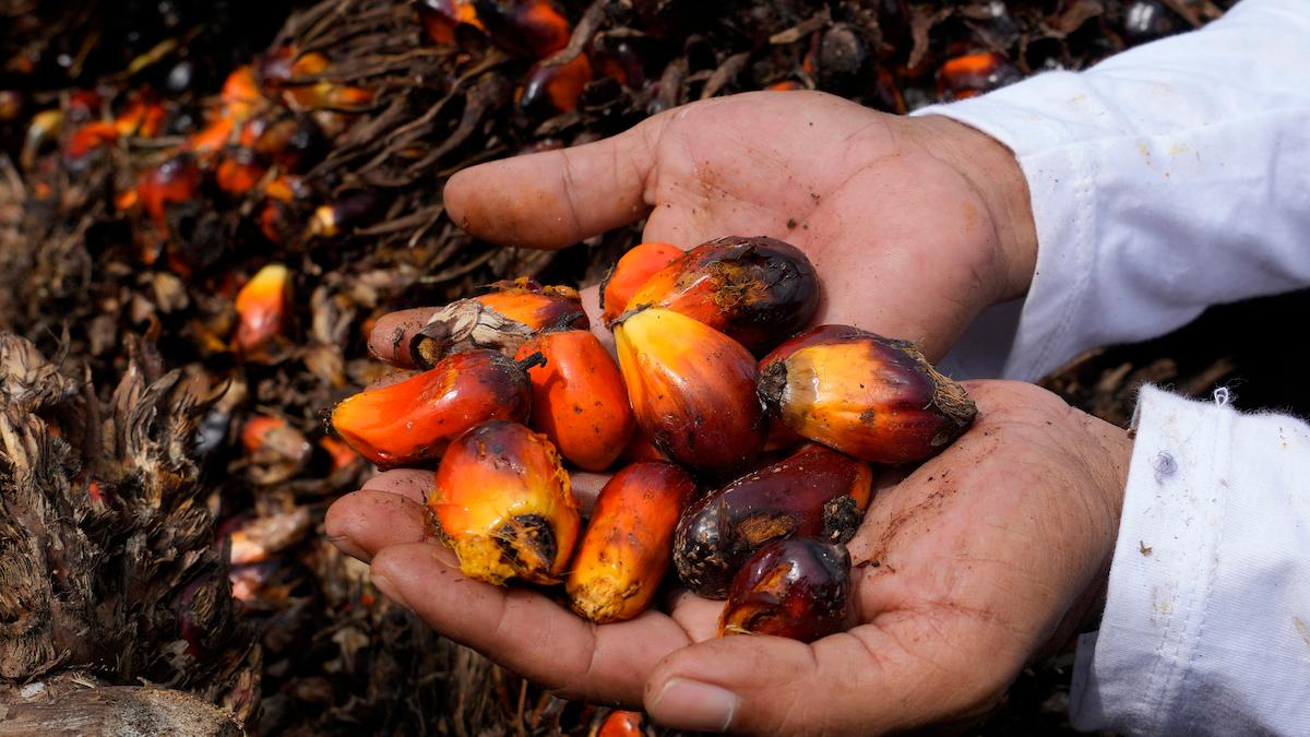 Malaysia kan sätta stopp för export av palmolja