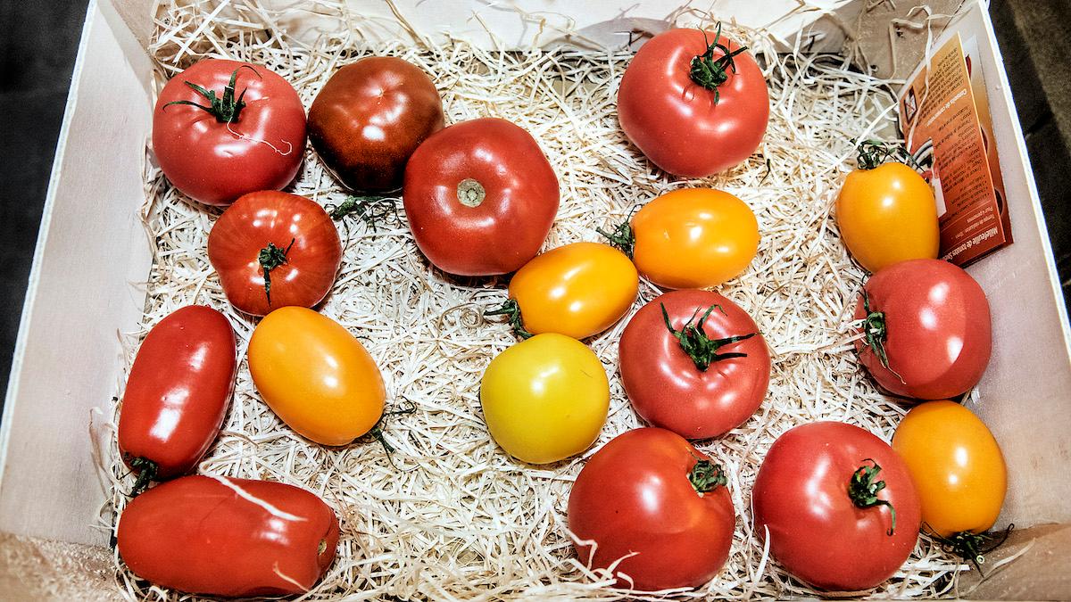 Tomaterna börjar ta slut i Storbritannien