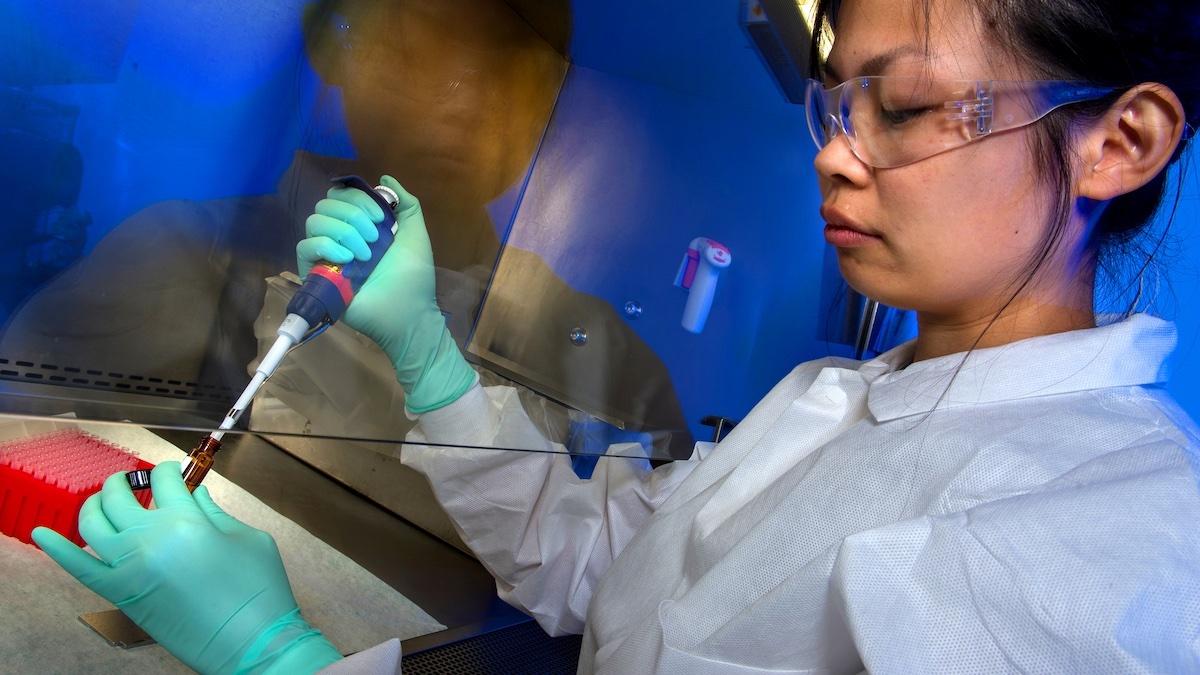 En forskare undersöker smittoämnen i ett prov. Nu sprider sig en potentiellt farlig svamp, candida auris, bland vårdinrättningar i USA