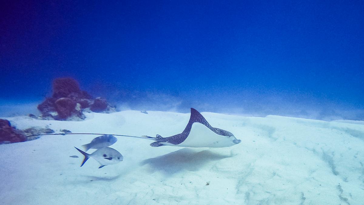 Kan det nya internationella FN-fördraget om skydd för världshaven påverka gruvdrift på havsbotten?