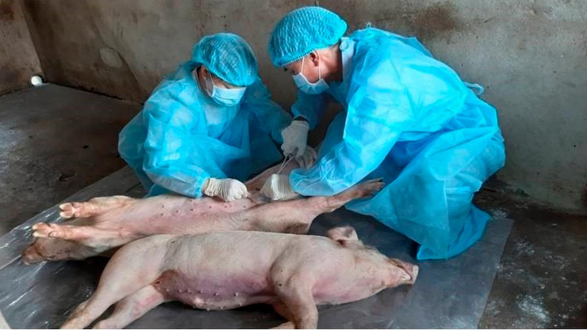 Pfizer får höja priset på Fragmin, en molekyl ur slaktade grisars tarmar behövs i tillverkningen av läkemedlet och spridningen av svinpest i flera delar av världen har gett råvarubrist
