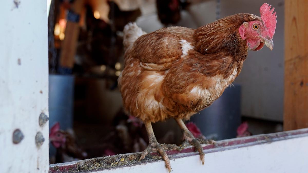 Ett rekordstort antal fåglar har dött i det pågående utbrottet av fålelinfluensa och vaccintillverkare är beredda att tillverka vaccin för människor och jobbar även på vaccin för tamfåglar.