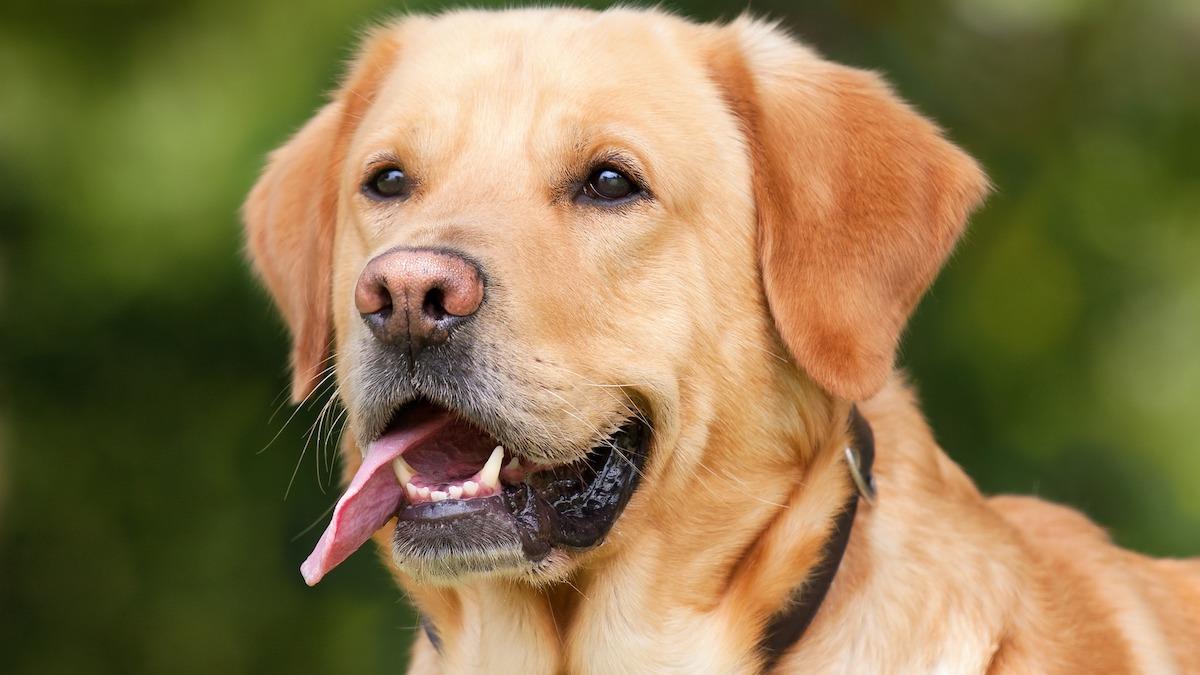 Hundar kan lukta sig till covid-19-infektioner och har i en studie screenat barn i amerikanska skolor